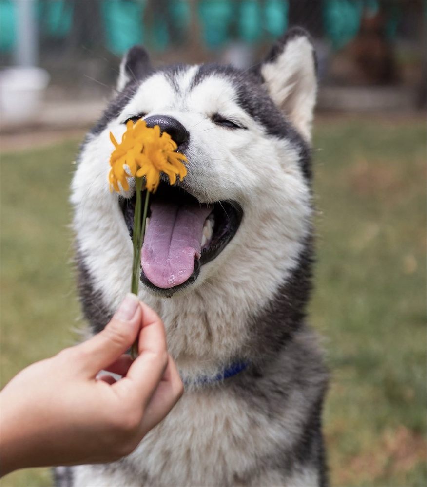 Husky oliendo una flor amarilla con la lengua afuera