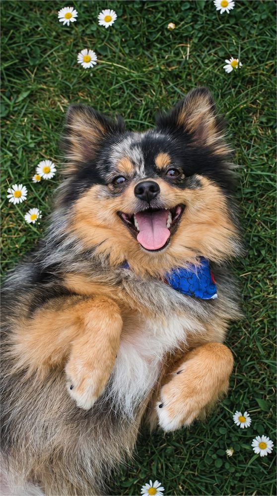 Perro revolcándose feliz entre margaritas