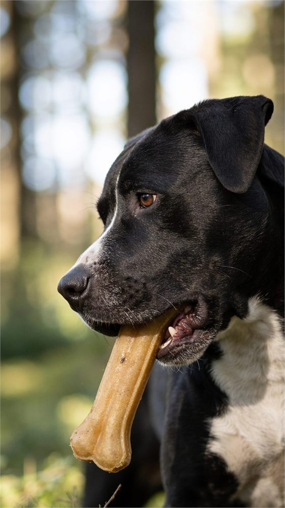 Perro disfrutando su premio al aire libre