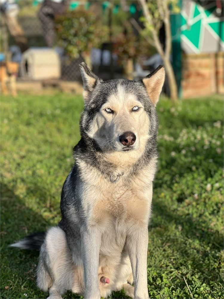 Husky sentado en el pasto mirando de frente